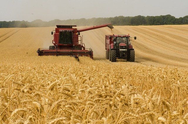 Wheat Posts Weekly Gain as Traders Brace for El Niño Season