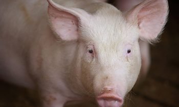 china hog