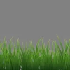Grass launch date